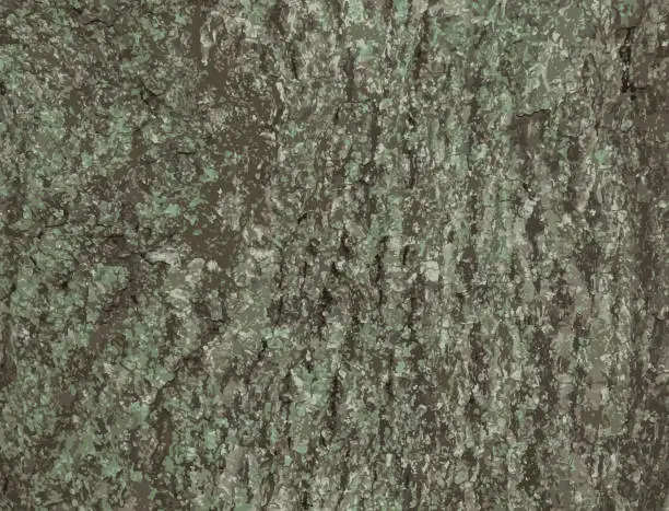 Vector illustration of Realistic vector illustration of natural linden bark abstract background. Tilia L. Close-up on greenish true bark, natural texture. Linden tree.