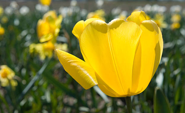 Beautiful Sunny Tulips stock photo