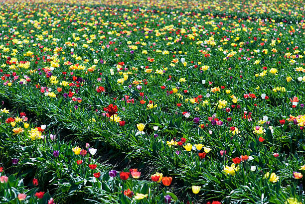 Beautiful Sunny Tulips stock photo