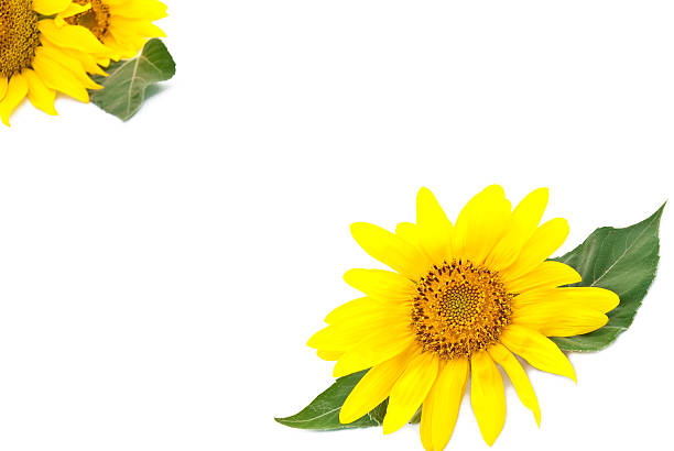 istock Bright young sunflower on a white background 147033890
