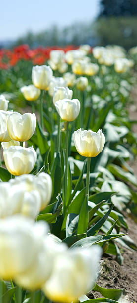 Beautiful Sunny Tulips stock photo