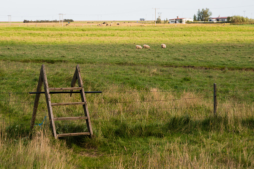 Access to a meadow with sheep using a wooden ladder. Iceland