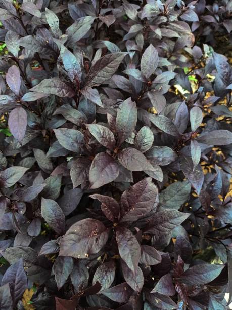 istock Brazilian joyweed plant 1470339492