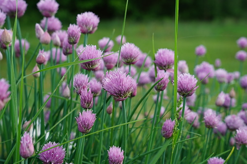 Purple Chive flowers growing in a garden during the summer.