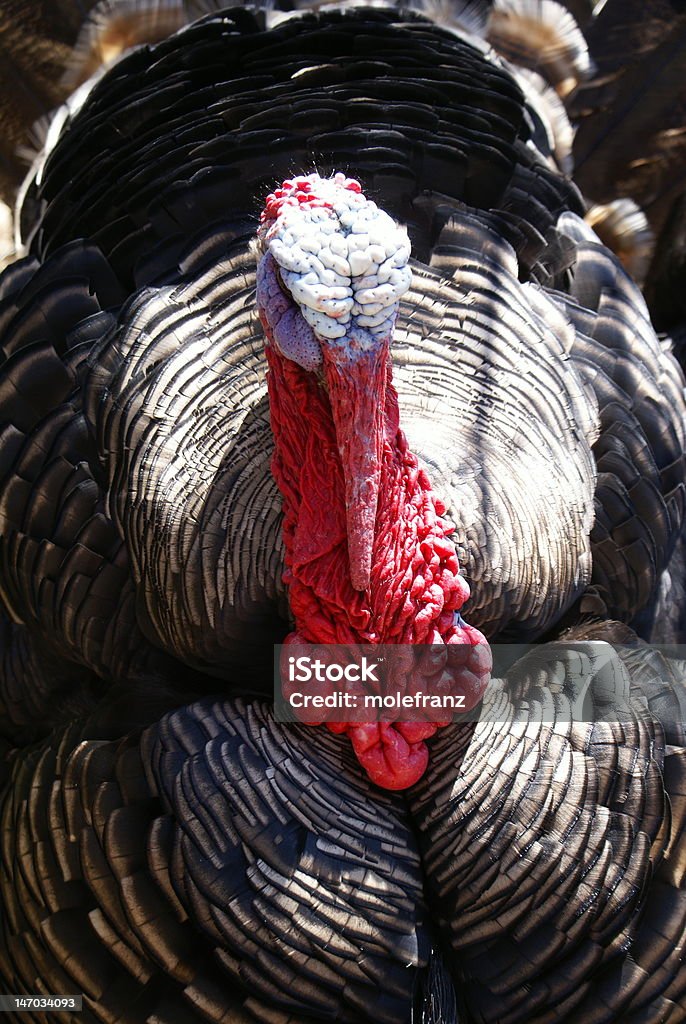 Turquia Plano aproximado - Royalty-free Animal Foto de stock