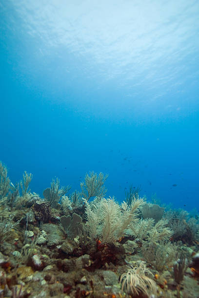 Coral garden in carribean sea stock photo