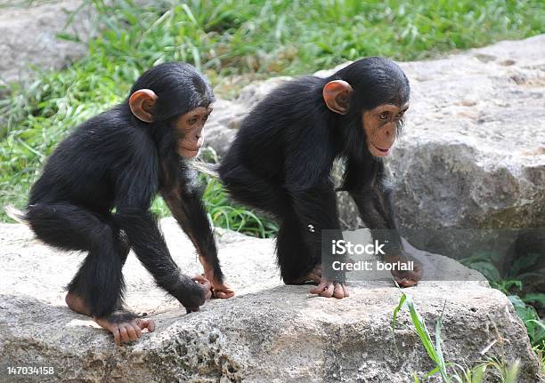 2 Baby 침팬지 침팬지에 대한 스톡 사진 및 기타 이미지 - 침팬지, 돌-바위, 갈색