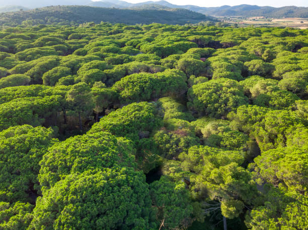 Aerial view of Roccamare sea village pine forest from drone