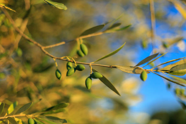 Olive tree branch