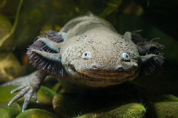 istock Face of an axolotl 147034258