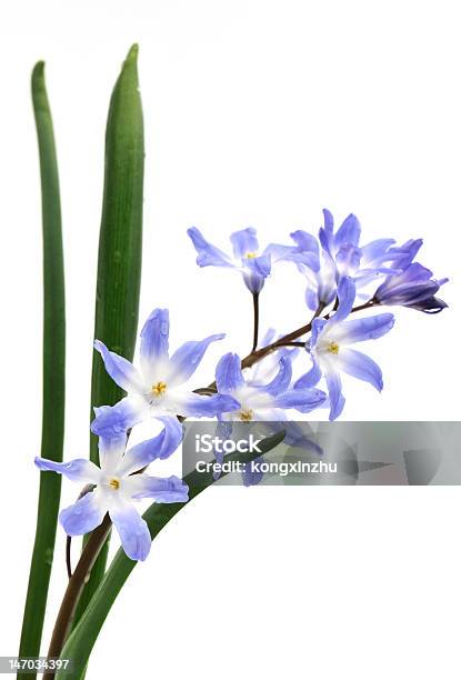 Chionodoxa Common Name Glory Of The Snow Stock Photo - Download Image Now - April, Blue, Bunch