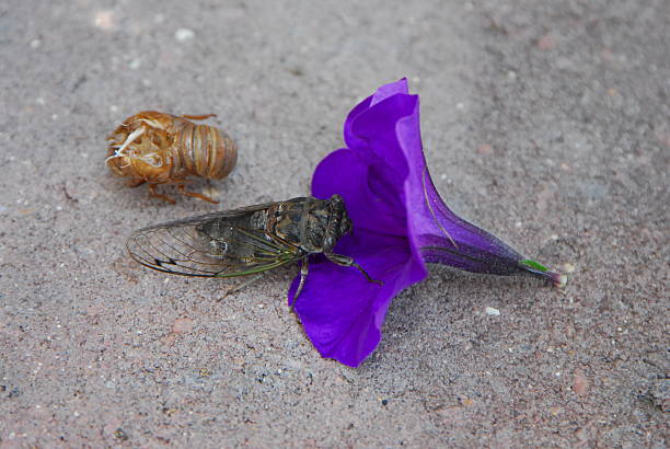Cicada in flower stock photo