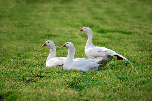 White geese on the meadow on sunny day