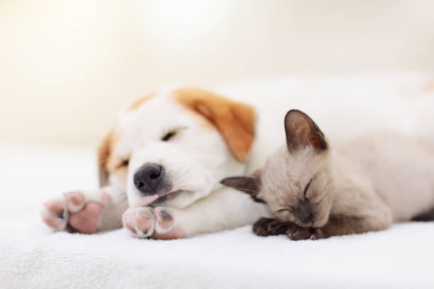istock Cat and dog sleeping. Puppy and kitten sleep. 1470345899