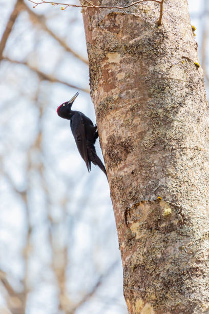istock black woodpecker resting near nest hole 1470345915