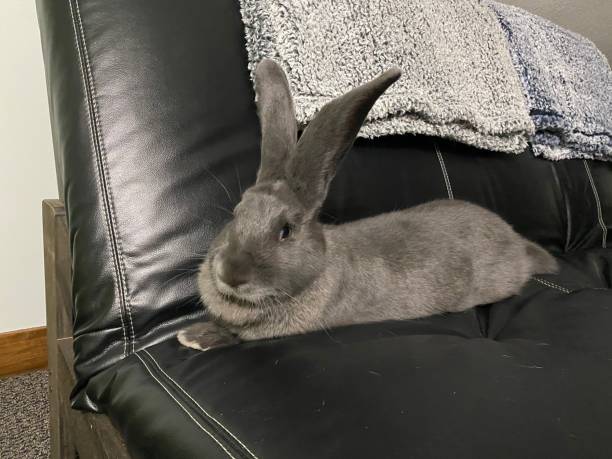 istock Maggie Mae-Giant Continental rabbit 1470345952