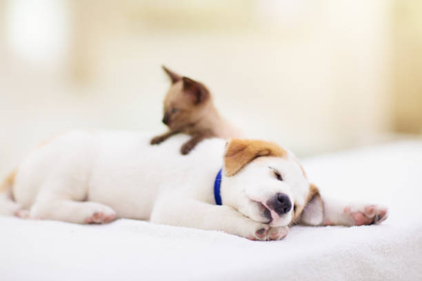 istock Cat and dog sleeping. Puppy and kitten sleep. 1470346162