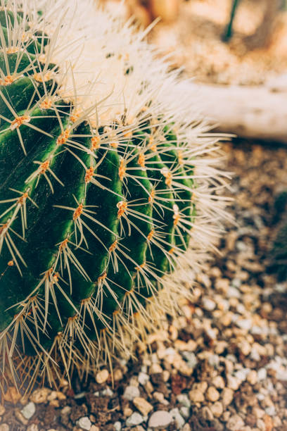 istock Beautiful cactuses and succulents in botanical garden 1470346790