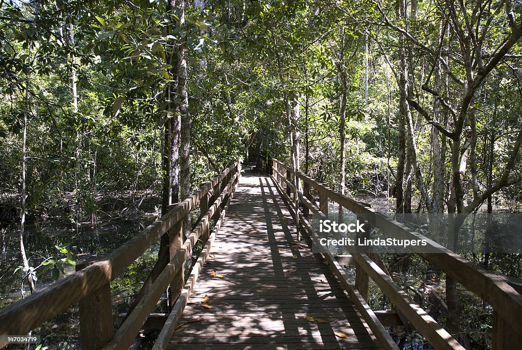 Andar caminho Daintree NP, Austrália - Royalty-free Andar Foto de stock