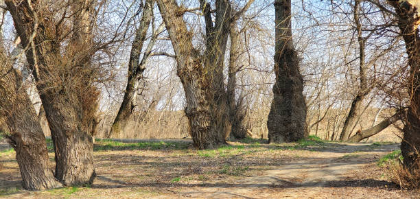 istock Landscape with sunbeams illuminating a dirt road in a spring forest 1470347878