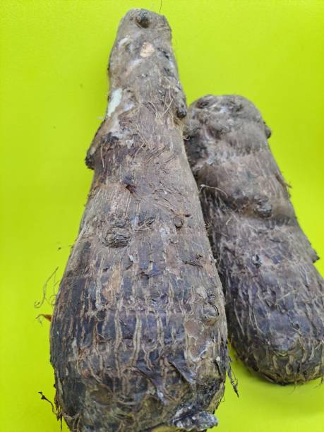 istock Roots of Colocasia with yellow background 1470347925