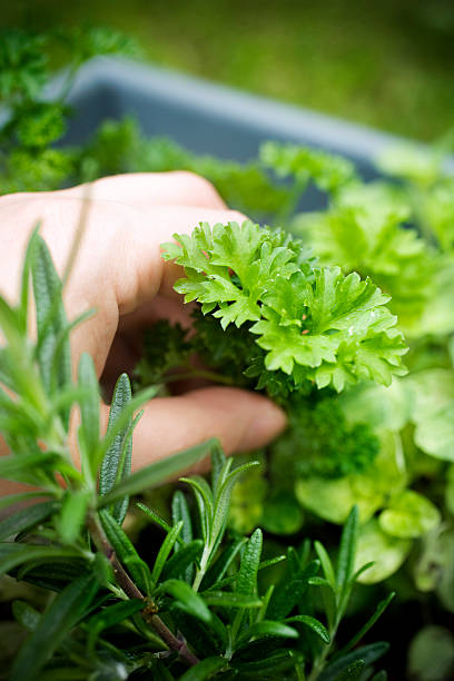 istock Rosemary, Parsley and Sage 147034803