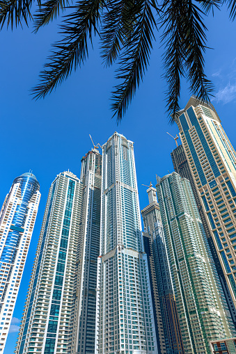 Dubai, United Arab Emirates - Looking up at modern skyscrapers on Dubai Marina. They house offices, apartments and hotels. Photo shows off a modern luxurious lifestyle that is synonymous with the Arabian Gulf city of Dubai. Image is framed on top by fronds of a date palm tree. Photo shot in the morning sunlight against a clear blue sky; horizontal format.