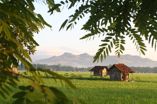 the view is framed by the leaves of a green expanse of rice fields with several huts set in the elongated mountains