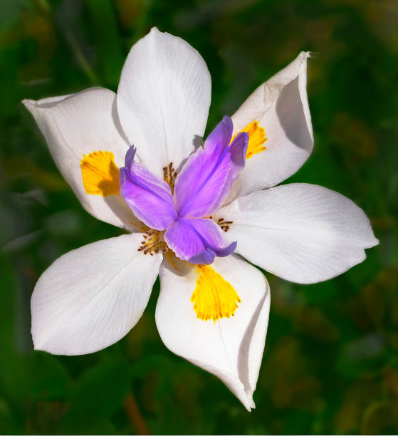istock Day Lily in the Sunlight 1470350190