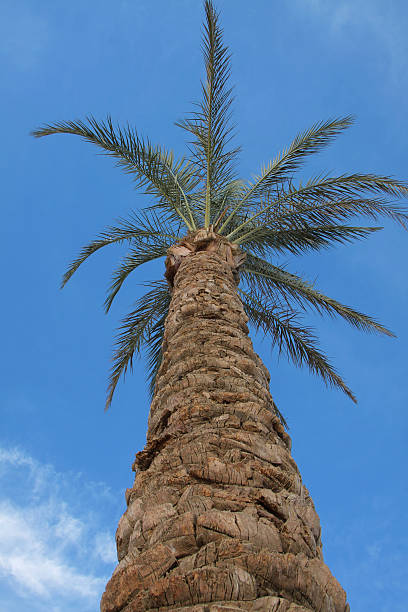 Palm tree stock photo