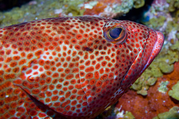 Red snapper stock photo