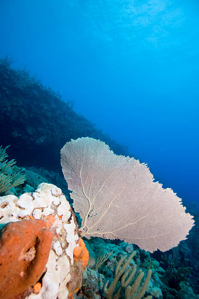 Coral fan in Caribbean sea stock photo