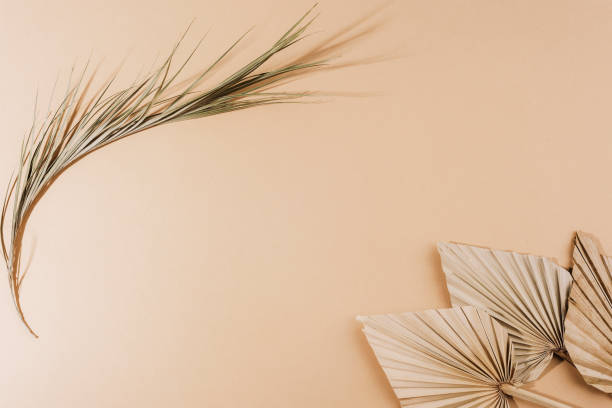 istock Fan leaves and dried palm leaf on beige background. Top view, flat lay, copy space 1470352093