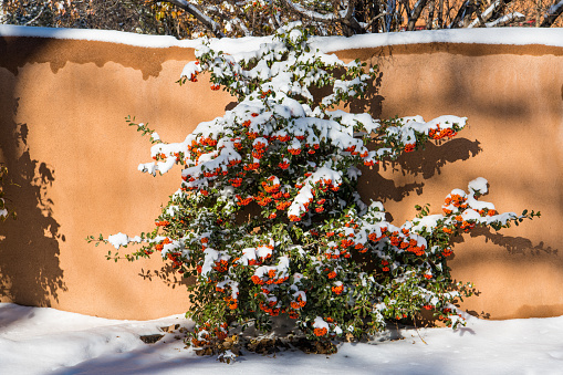 Winter scene of snow-covered shrub with orange berries against an adobe wall in Santa Fe, New Mexico