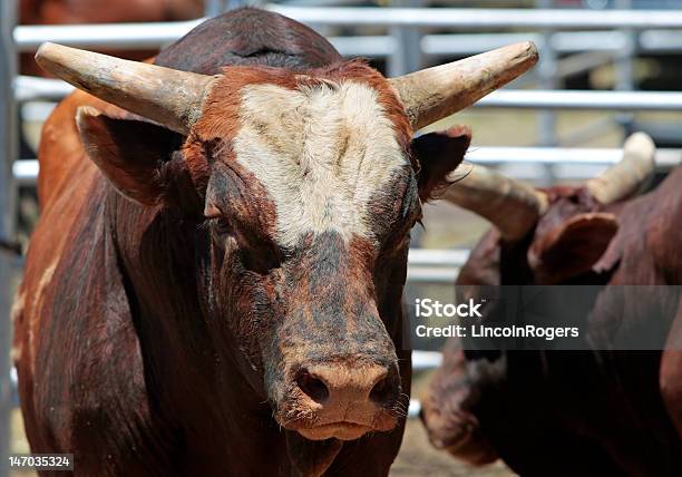 Wielki Zły Bulls - zdjęcia stockowe i więcej obrazów Rodeo - Rodeo, Brązowy, Bydło