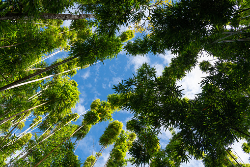 View looking up into a bamboo forest tree canopy to blue sky - Hana, Maui, Hawaii