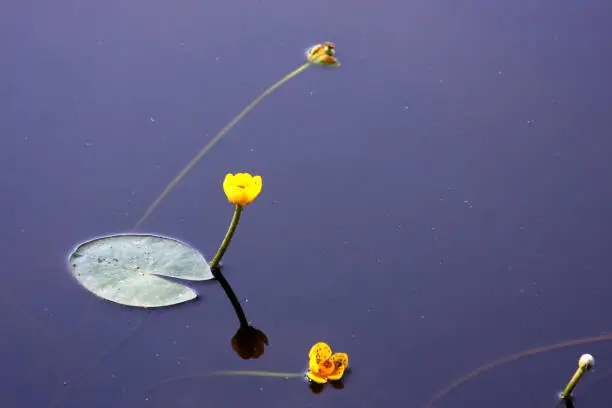 Photo of Yellow water lily