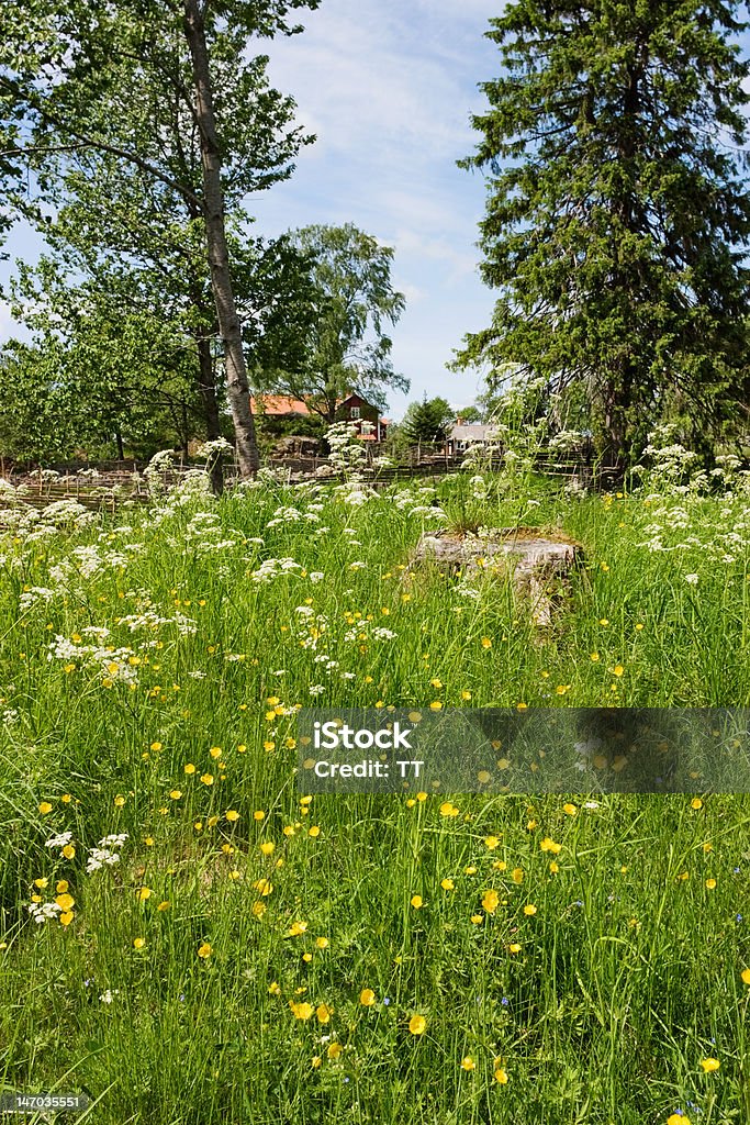 Summer meadow - Foto de stock de Aire libre libre de derechos