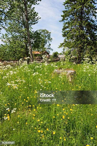 Summer Meadow Foto de stock y más banco de imágenes de Aire libre - Aire libre, Belleza de la naturaleza, Cabeza de flor