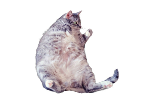 Grey pregnant cat lying on the bed belly up, closeup, isolated on a white background Grey pregnant cat lying on the bed belly up, closeup, isolated on a white background obesity in pet stock pictures, royalty-free photos & images