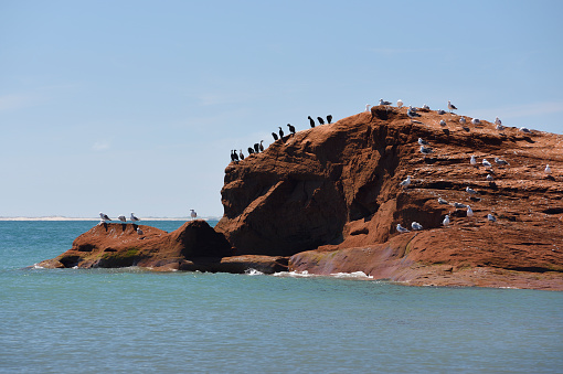 Seagulls and cormorants on a red rock island, Magdalen Islands, Quebec