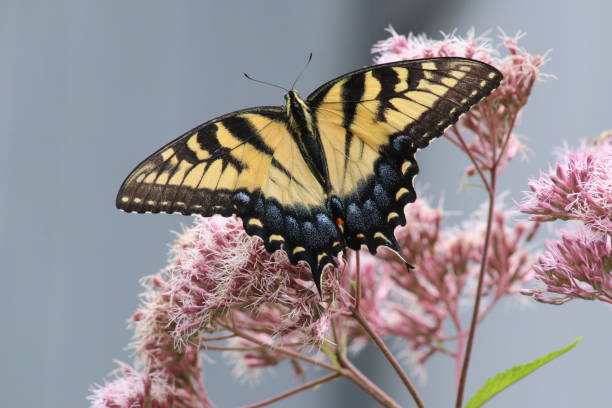Eastern Tiger Swallowtail Butterfly on Joe-Pye Weed