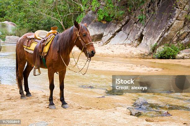 Foto de Mule e mais fotos de stock de Amarelo - Amarelo, Animal, Animal doméstico