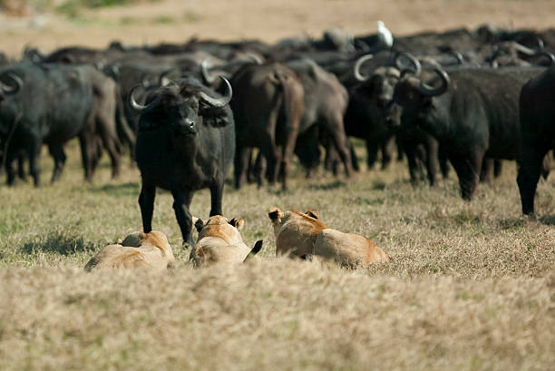 Lionesses (Panthera leo) and Cape buffalo (Syncerus caffer) [t]