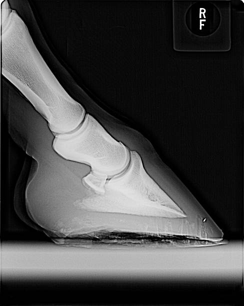 Horse Hoof Xray X-ray of the right-front hoof of a female horse animal toe stock pictures, royalty-free photos & images