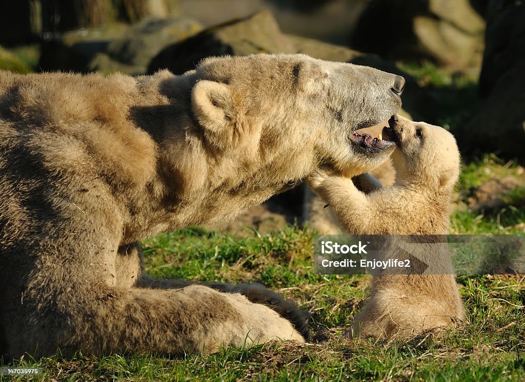 Orso polare e cucciolo - Foto stock royalty-free di Nuova vita