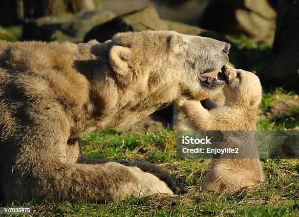 Orso Polare E Cucciolo - Fotografie stock e altre immagini di Nuova vita - Nuova vita, Orsetto, Amore