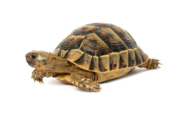istock Close up of greek tortoise 147036025