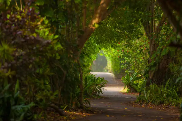 Beautiful sunlit path on the North Shore Oahu