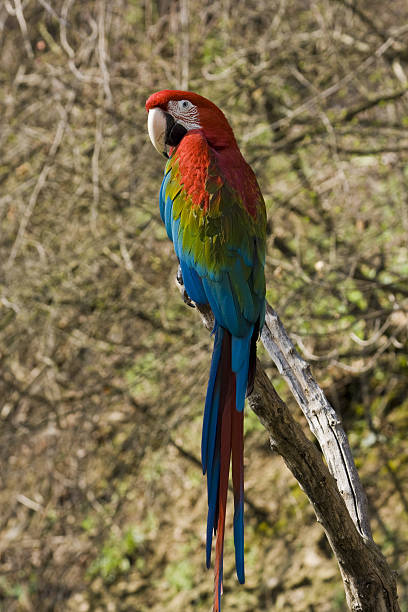 red and green macaw parrot red and green macaw parrot on a branch green winged macaw ara chloroptera stock pictures, royalty-free photos & images